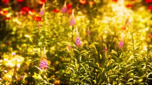 Videohive - View of Beautiful Cosmos Flower Field in Sunset Time - 36736277