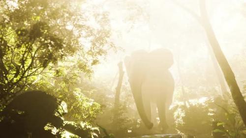 Videohive - Elephant in Tropical Forest with Fog - 36736287
