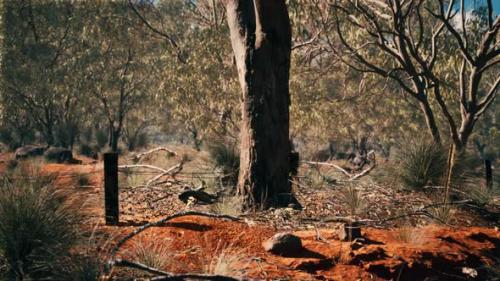 Videohive - Australian Bush with Trees on Red Sand - 36736332