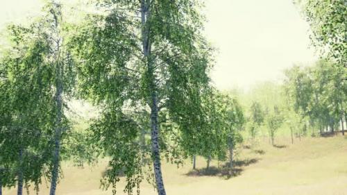 Videohive - Birch Forest in Sunlight in the Morning - 36736335