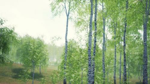 Videohive - White Birch Trees in the Forest in Summer - 36736348