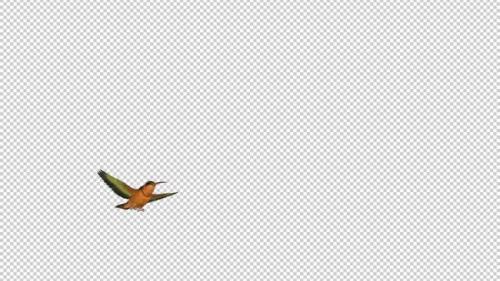 Videohive - Hummingbird - Rufous Hermit - Flying Over Screen - I - Alpha Channel - 36722812