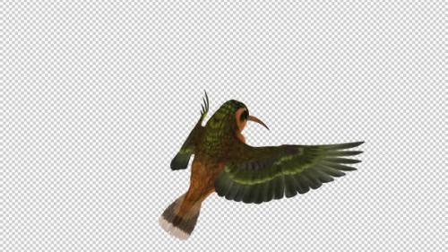 Videohive - Hummingbird - Rufous Hermit - Feeding Loop - Back Angle - Alpha Channel - 36805134