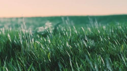 Videohive - Green Fresh Grass As a Nice Background - 36782110