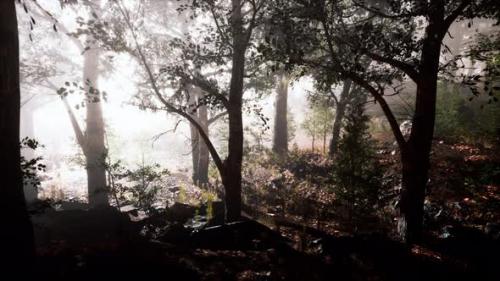 Videohive - Sunbeams Entering Forest on a Misty Autumnal Morning - 36782167
