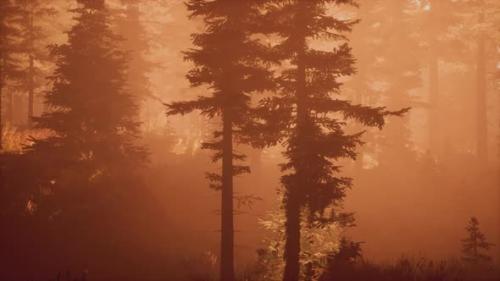 Videohive - Depth of Coniferous Forest with Magical Sunlight Passing Between the Trees - 36782180