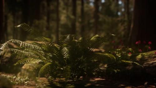 Videohive - Early Morning Sunlight in the Sequoias of Mariposa Grove - 36782235