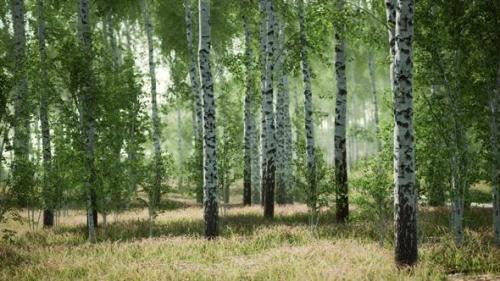 Videohive - Birch Forest in Sunlight in the Morning - 36782788