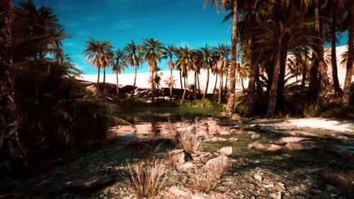 Videohive - Pond and Palm Trees in Desert Oasis - 36781063