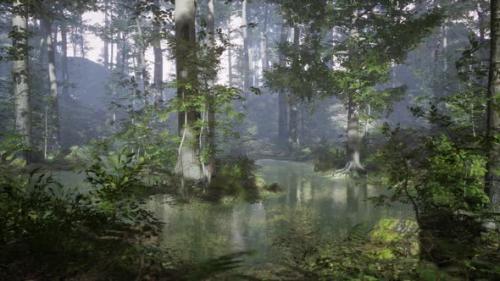 Videohive - Sunrise with Sunbeams Through the Forest By the Lake - 36781073