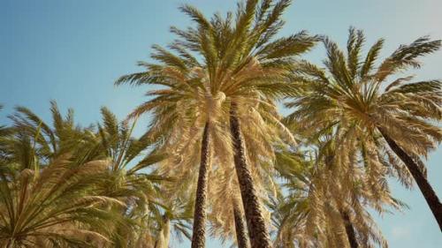 Videohive - Coconut Palm Trees on Blue Sky - 36781126