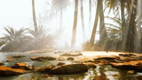 Videohive - Coconut Palms in Deep Morning Fog - 36781132