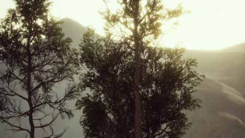 Videohive - Carpatian Mountains Fog and Mist at the Pine Forest - 36782920