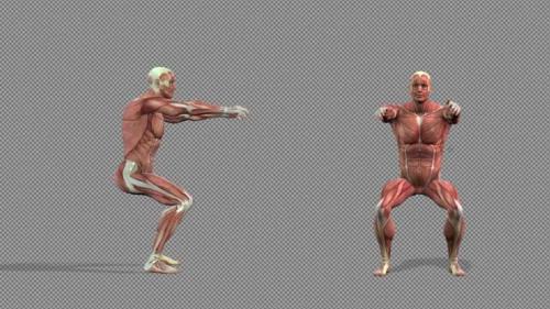 Videohive - Muscle Anatomy Air Squat Pack - 36975256