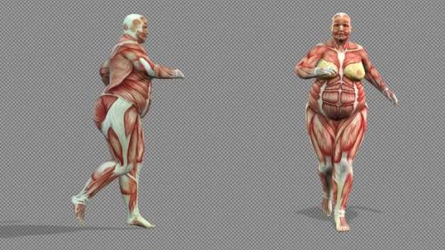 Videohive - Female Muscle Anatomy Running Body Transformation - 37119519