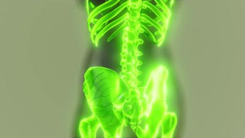 Videohive - Transparent Human Body with Visible Skeletal Bones - 37168723