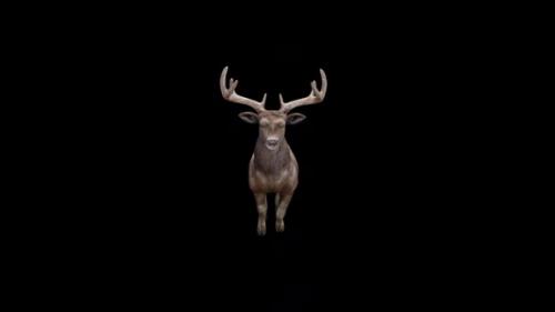 Videohive - Brown Stag Jump Fly View From Front - 37185458