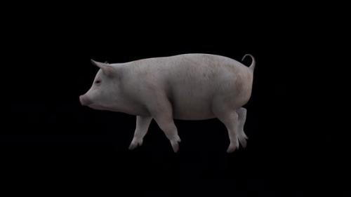 Videohive - Pig Walk View From Side - 37104706