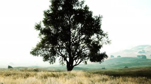Videohive - Old Linden Tree on Autumn Hill Meadowy - 37096191