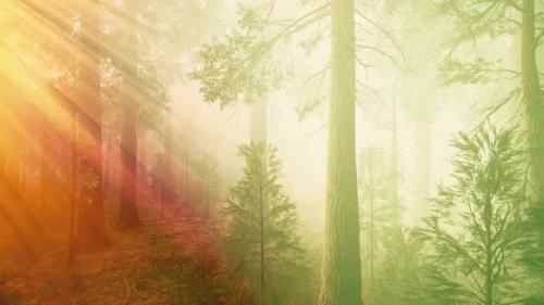 Videohive - Morning Fog in the Giant Sequoias Forest - 37096354