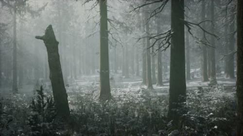 Videohive - Winter Snowcovered Forest on a Cloudy Day - 37097872