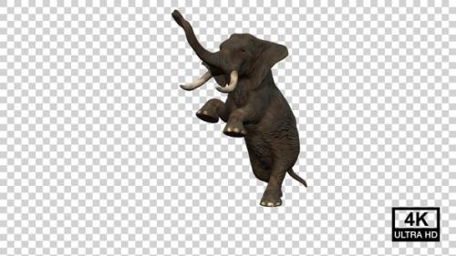 Videohive - Elephant Standing On Hind Legs Angle View - 37070582