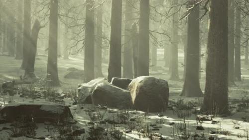 Videohive - Magic and Foggy Morning Spruce Forest - 37188236