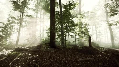Videohive - Sunlight in the Green Forest in Fog at Spring Time - 37195778