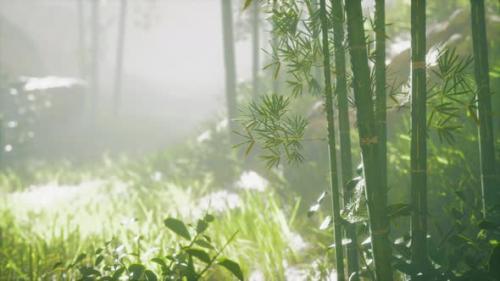 Videohive - Green Bamboo in the Fog with Stems and Leaves - 37195892