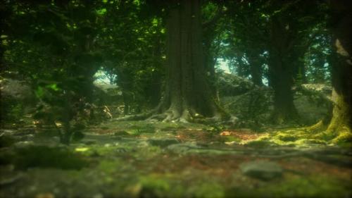 Videohive - the Primeval Forest with Mossed Ground - 37154209
