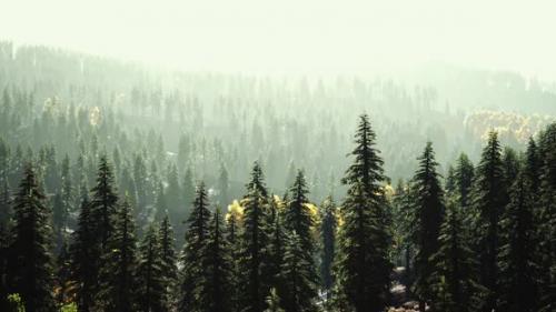 Videohive - Fir Trees on Meadow Between Hillsides with Conifer Forest in Fog - 37155034