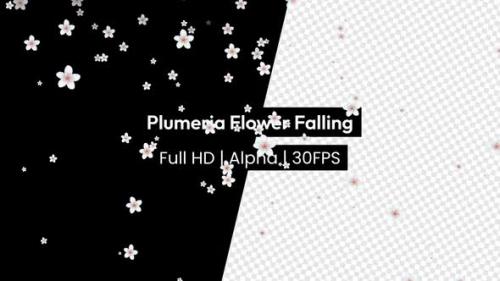 Videohive - Plumeria Frangipani Flower Falling with Alpha - 37243163