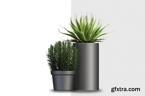 Render of isolated plant 08 Premium Psd