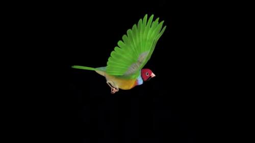Videohive - Rainbow Finch - Flying Bird - Side View - Transparent Loop - 37515406