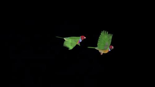 Videohive - Rainbow Finch Birds - Pair Flying Over Screen - I - Alpha Channel - 37515408