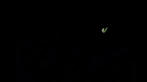 Videohive - Rainbow Finch - Bird Flying Around - Transparent Loop - 37515413