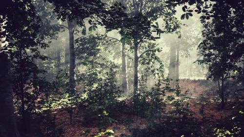 Videohive - Summer Fog in the Forest - 37798246