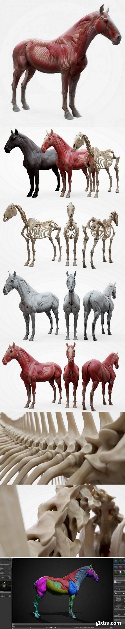 3D Scan Store - Horse Ecorche