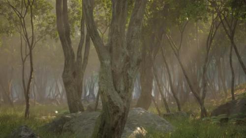 Videohive - Misty Morning in the Woods with Rays of Light in the Forest - 37937173