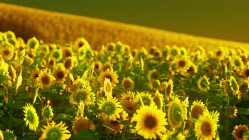 Videohive - Field of Blooming Sunflowers on a Background Sunset - 37937137