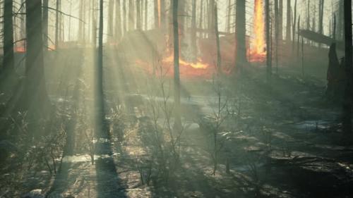 Videohive - Wildfire Burns Ground in Forest - 37938460
