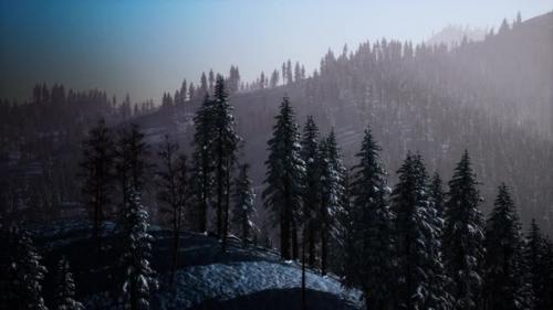 Videohive - Carpatian Mountains Fog and Mist at the Pine Forest - 37938490