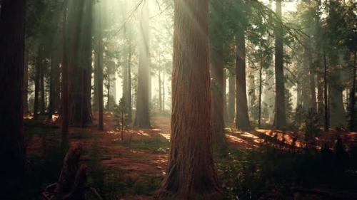 Videohive - Giant Sequoias in the Giant Forest Grove in the Sequoia National Park - 37991465