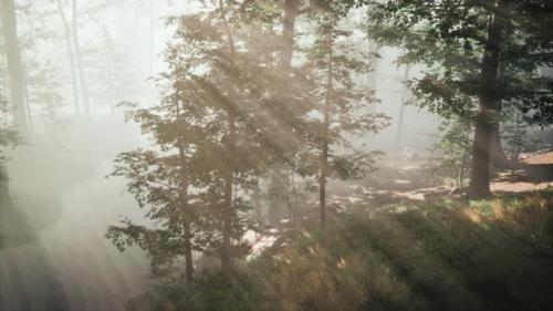 Videohive - Sunrays in a Forest on a Hazy Morning - 37961868