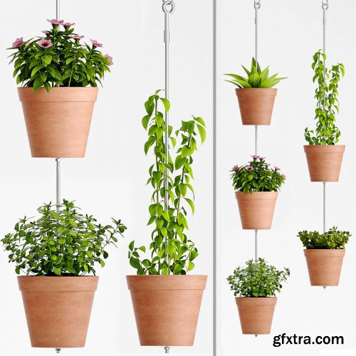 Plants in pot
