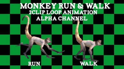 Videohive - Monkey Run Walk 2 Clip Loop - 38093414
