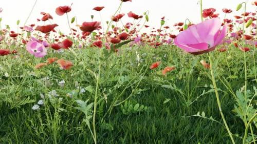 Videohive - 3D animation of meadow poppies and green grass 02 - 38189301