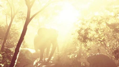 Videohive - Slow Motion View of Elephant in Sun Light - 38190797