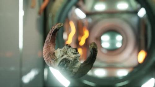 Videohive - Skull of Dead Ram in International Space Station - 38330243