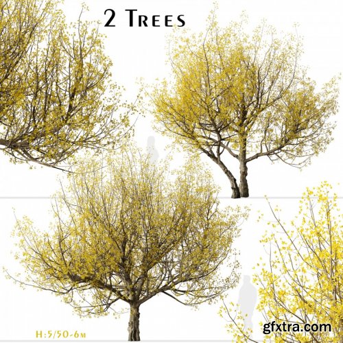 Set Of Cornus Mas Trees (Cornelian Cherry)